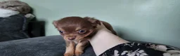 Chihuahua dogs for sale: Long haired chihuahua pups  in Rotherham - Advert 22