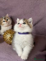 British Shorthair cats BSH tri- colour golden/blue/white kittens TICA - Advert 2
