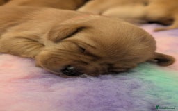 Labrador Retriever dogs for sale: Licensed Breeder Fox Red Labradors  - Image 1