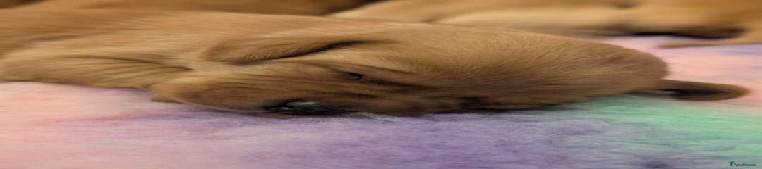 Labrador Retriever Puppy 2