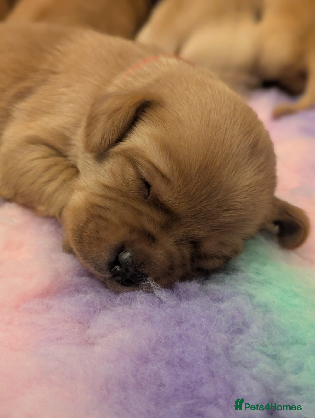 Labrador Retriever dogs for sale: Licensed Breeder Fox Red Labradors  - Image 1