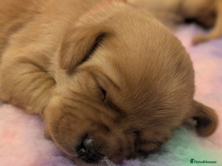 Labrador Retriever dogs - Advert 2