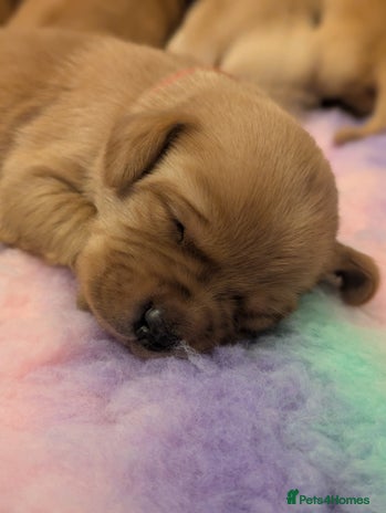 Labrador Retriever dogs - Advert 1