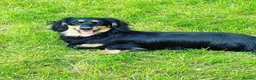 Miniature Dachshund dogs for sale: Beautiful Black & Tan Girl Long Haird Available  - Advert 4
