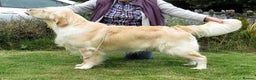 Golden Retriever dogs for stud: Cesarka Golden Retrievers in Conwy - Advert 10