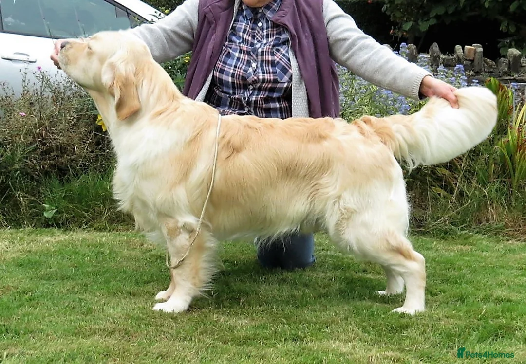 Golden Retriever dogs for stud: Cesarka Golden Retrievers in Conwy - Advert 11