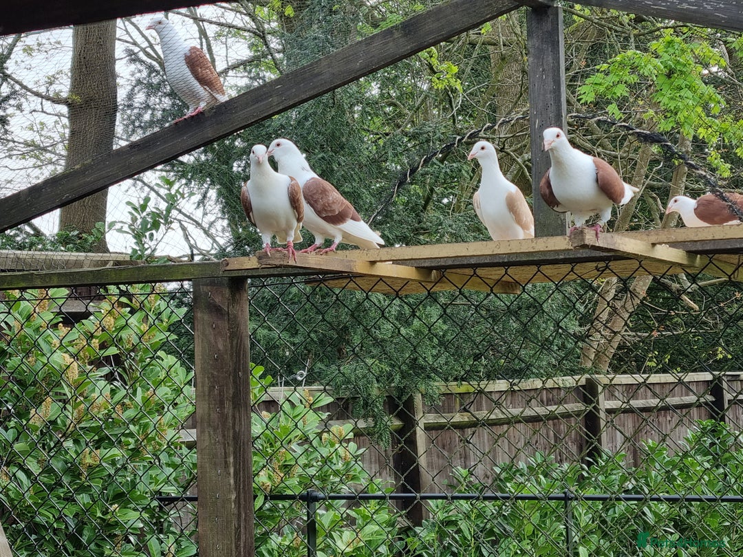 Pigeons birds for sale: sadleback hommers for sale - Advert 20