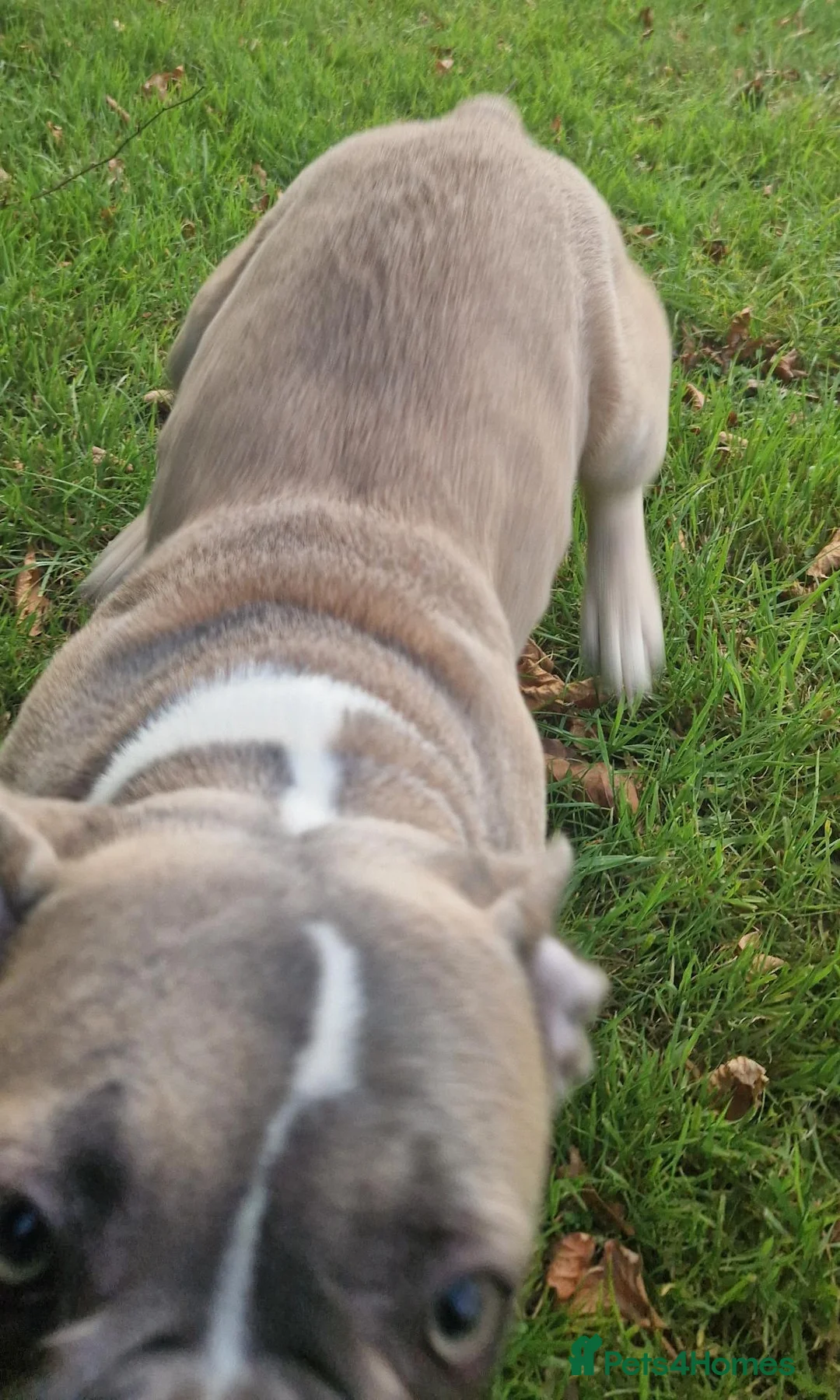 Frug dogs for sale: Back up here 1 girl 600 ONO - Advert 3