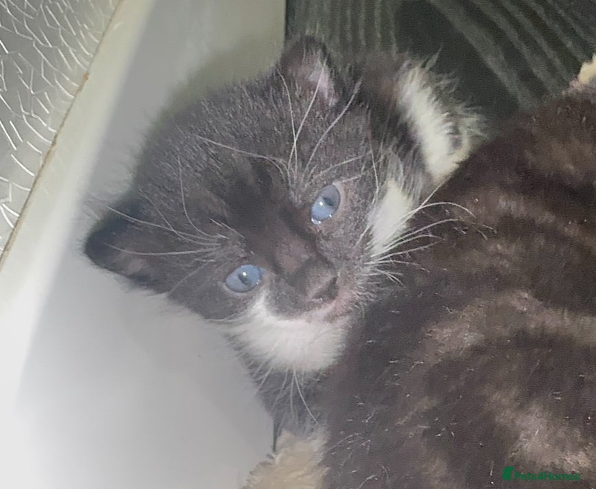 Mixed Breed cats 🐾 Adorable Kittens for Sale 🐾 - Advert 1