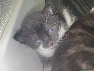 Mixed Breed cats 🐾 Adorable Kittens for Sale 🐾 - Advert 2