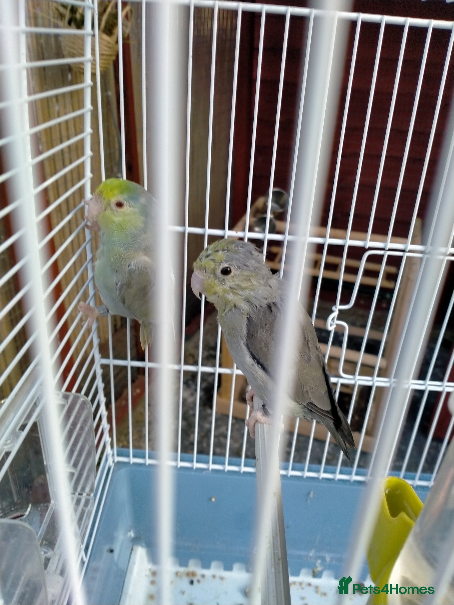 Parrots birds PAIR OF CELESTIAL PARROLETS LARGE CAGE ON WHEELS - Advert 2