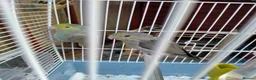 Parrots birds for sale: PAIR OF CELESTIAL PARROLETS LARGE CAGE ON WHEELS - Advert 1