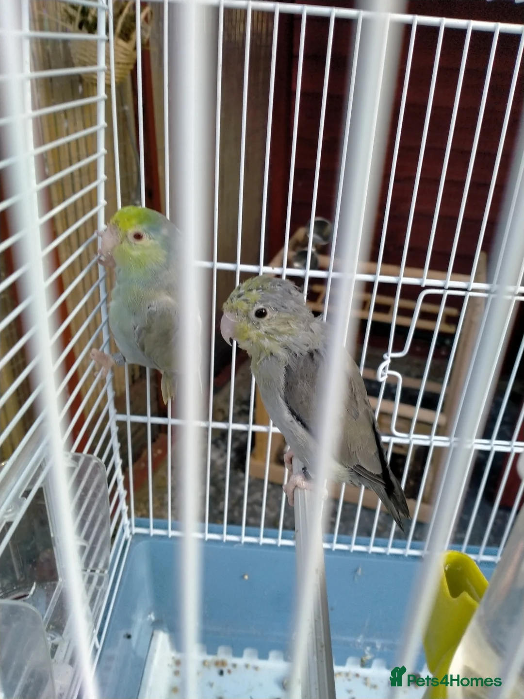 Parrots birds for sale: PAIR OF CELESTIAL PARROLETS LARGE CAGE ON WHEELS - Advert 1