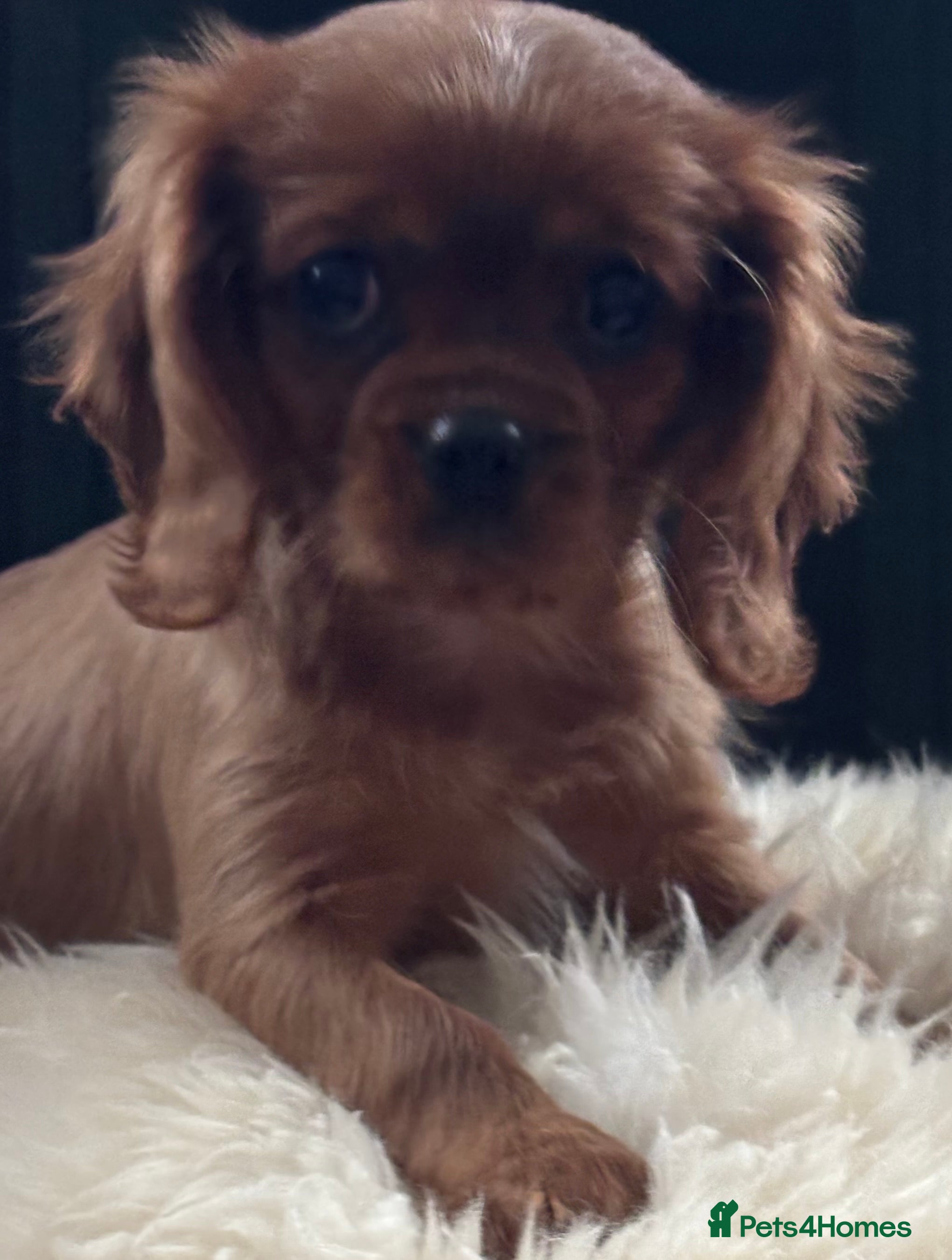Cavalier King Charles Spaniel dogs K C registered Ruby Cavaliers - health tested  - Advert 2