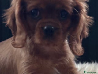 Cavalier King Charles Spaniel dogs K C registered Ruby Cavaliers - health tested - Advert 2
