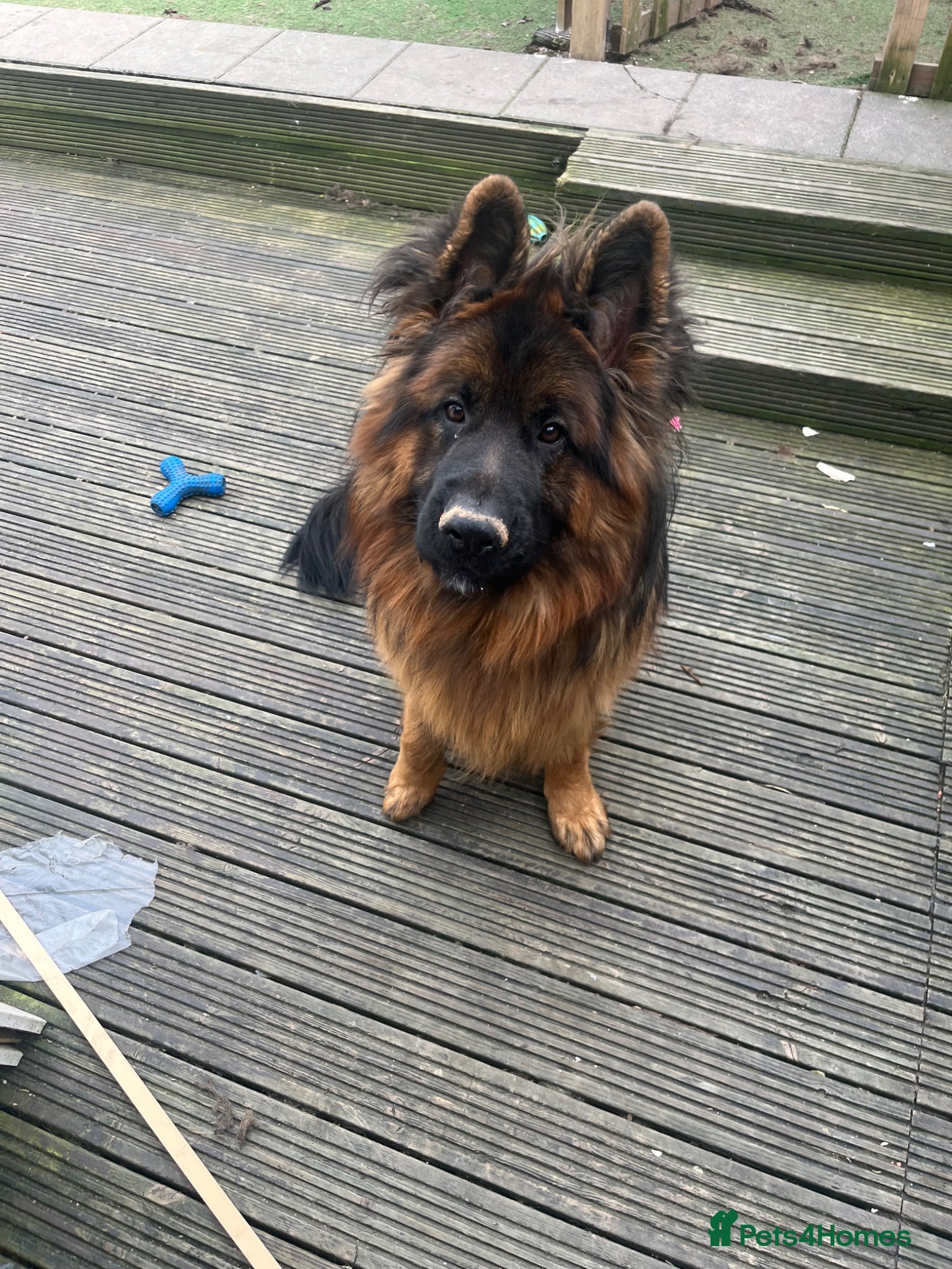 German Shepherd dogs Ronnie the German shepherd  - Advert 1