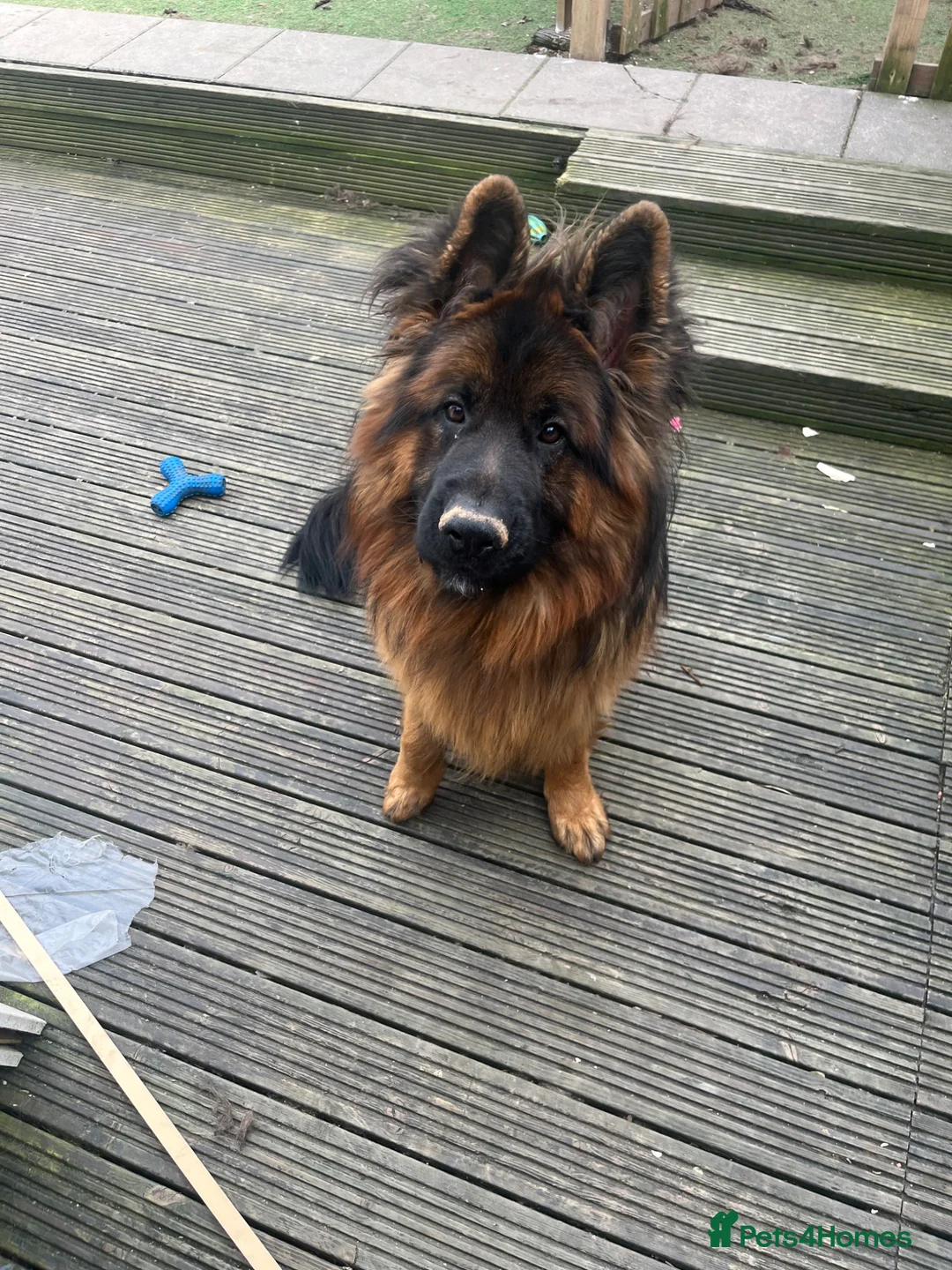 German Shepherd dogs for sale: Ronnie the German shepherd  - Advert 1