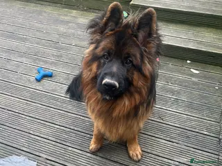 German Shepherd dogs Ronnie the German shepherd - Advert 1