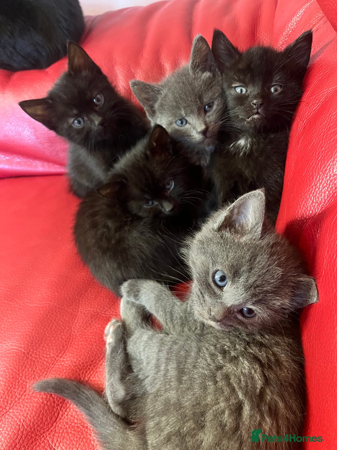 British Shorthair cats for sale: Cute kittens looking for new home. - Image 10