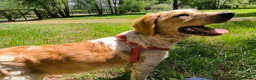 Mixed Breed dogs for adoption: Ian - setter mix puppy in Alfreton - Advert 3