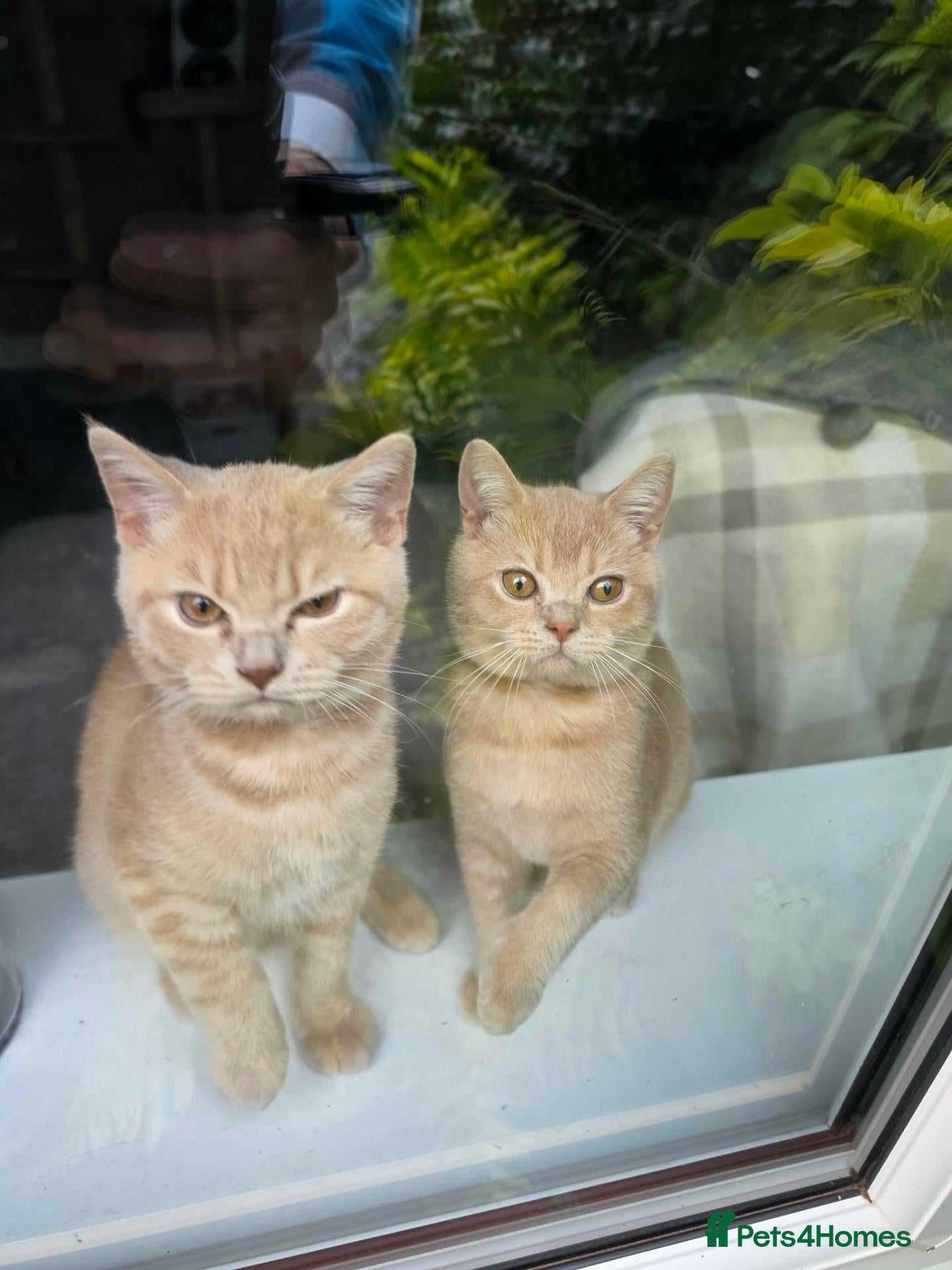 British Shorthair cats *** Two chunky male full creamy/lilac BSH left *** - Advert 7