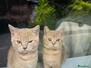 British Shorthair cats *** Two chunky male full creamy/lilac BSH left *** - Advert 17