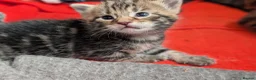 Mixed Breed cats for sale: Mixed Maine Coon Kittens  - Advert 20
