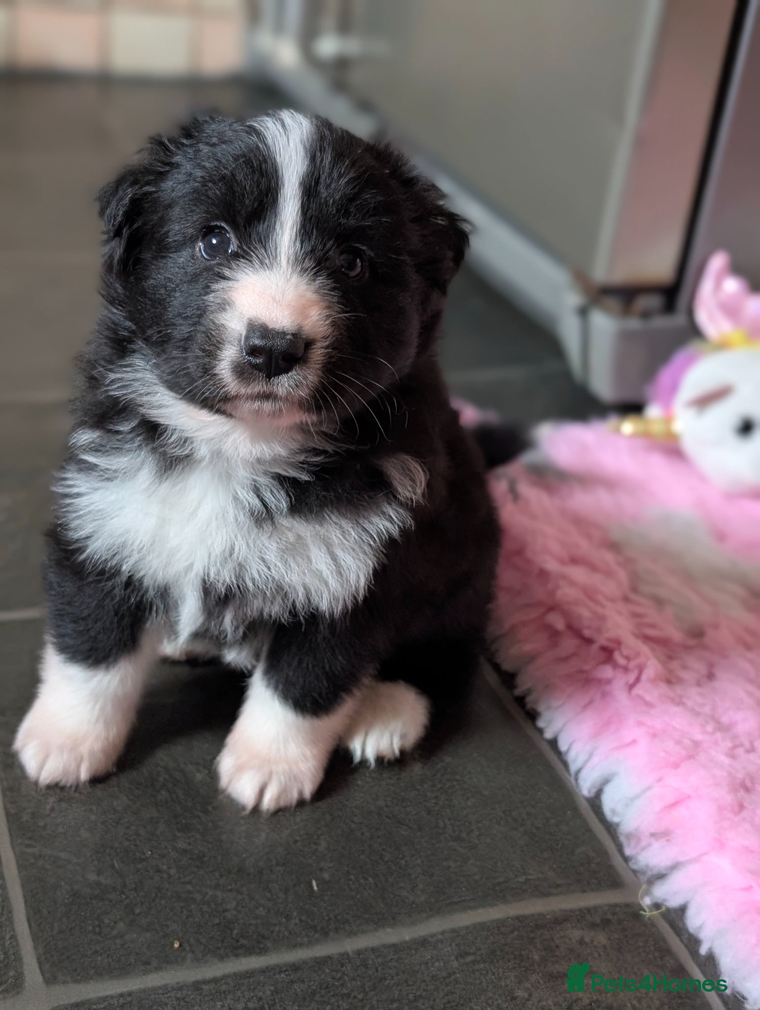 Mixed Breed dogs White Swiss Shepherd x Border Collie x Husky Pups - Advert 16
