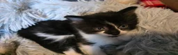 Norwegian Forest Cat cats for sale: Beautiful Norwegian forest kittens 2x boy, 2x girl - Advert 9