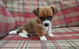 Jack Russell dogs for sale: Traditional Jack Russell Pups DNA Health Tested  - Image 40
