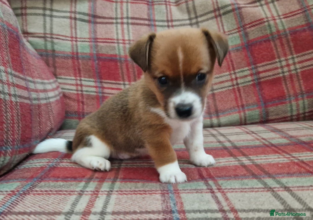 Jack Russell dogs for sale: Traditional Jack Russell Pups DNA Health Tested  - Image 40