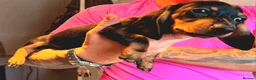 Miniature Dachshund dogs for sale: 🐾​Elite KC One left Reduced from 1400!🐾 - Advert 21