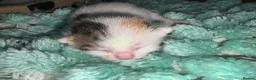 Mixed Breed cats for sale: Kittens  - Advert 10