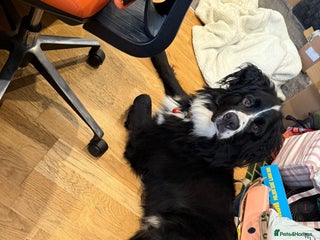 Mixed Breed dogs 19 month old male Labernese (Bernese X Lab) - Advert 1