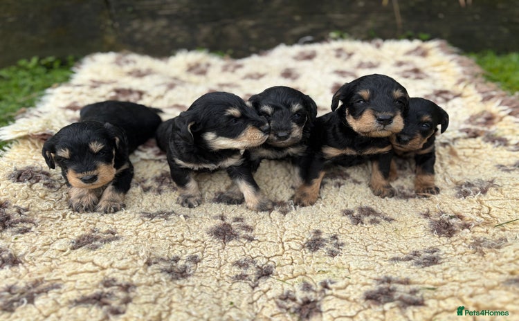 Mixed Breed dogs - Advert 16