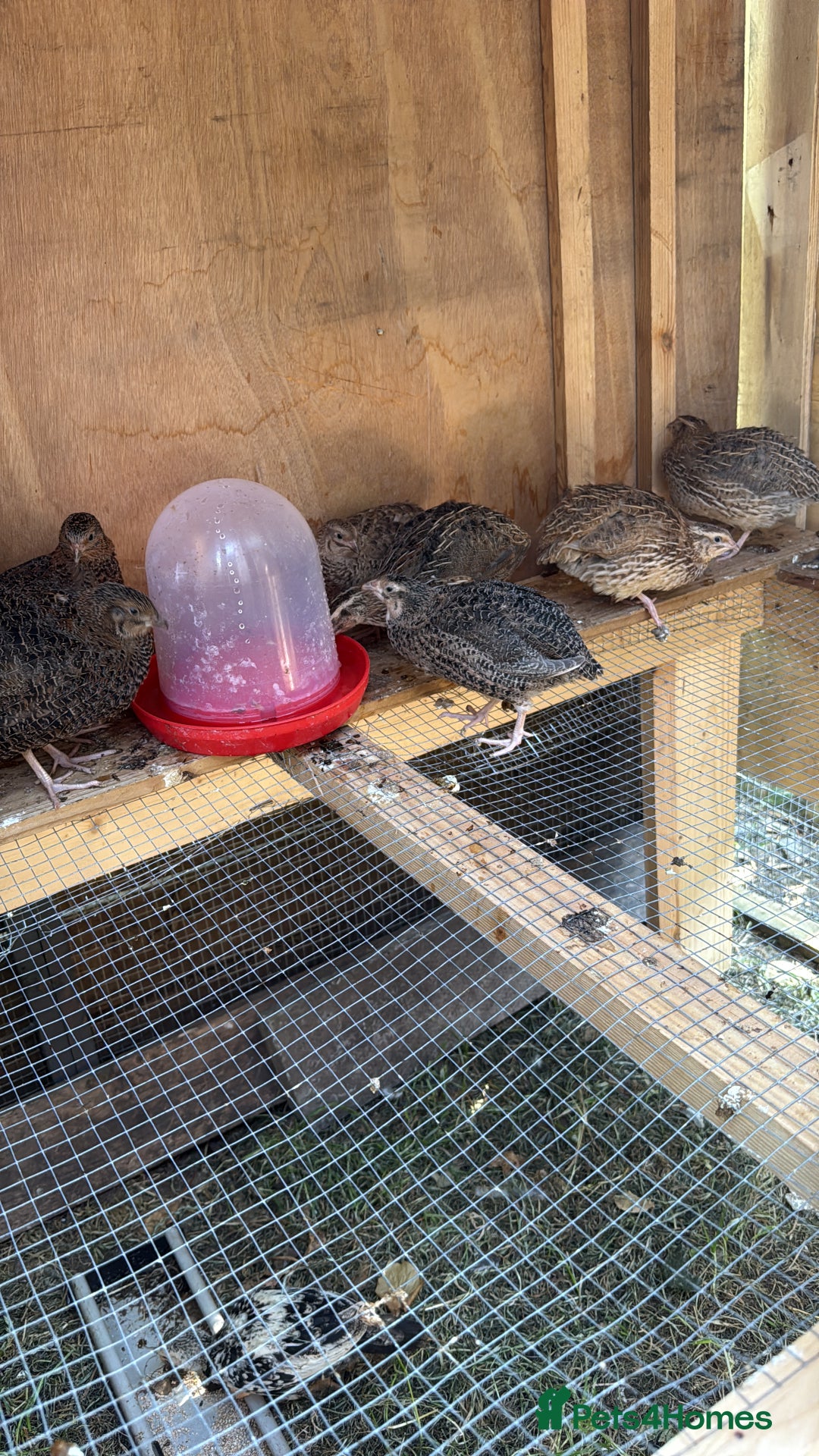 Quail poultry for sale: Jumbo coturnix quails  - Image 2