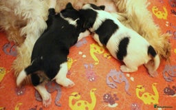 Biewer Terrier dogs for sale: Stunning Biewer girl Licensed breeder Health test  - Image 3