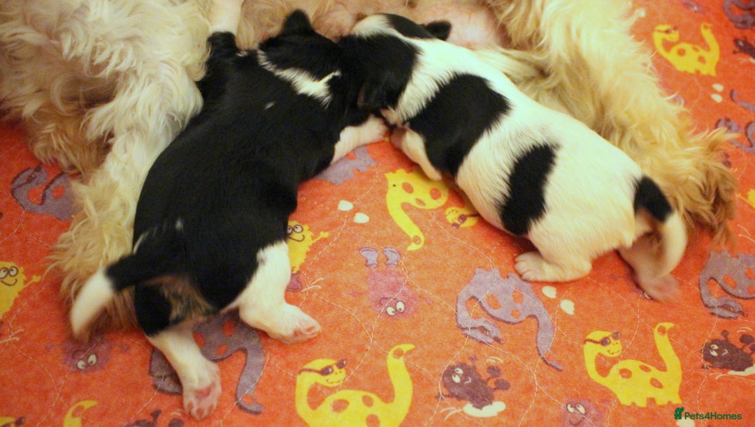 Biewer Terrier dogs for sale: Stunning Biewer girl Licensed breeder Health test  - Image 3