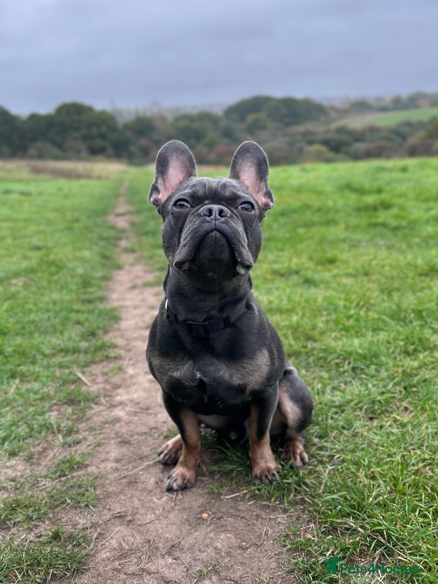 French Bulldog dogs Caesar  - Advert 1