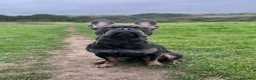 French Bulldog dogs for stud: Caesar  - Advert 1
