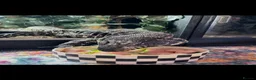 Lizard reptiles for sale: Black and white Argentinian tegu  in Plymouth - Advert 2