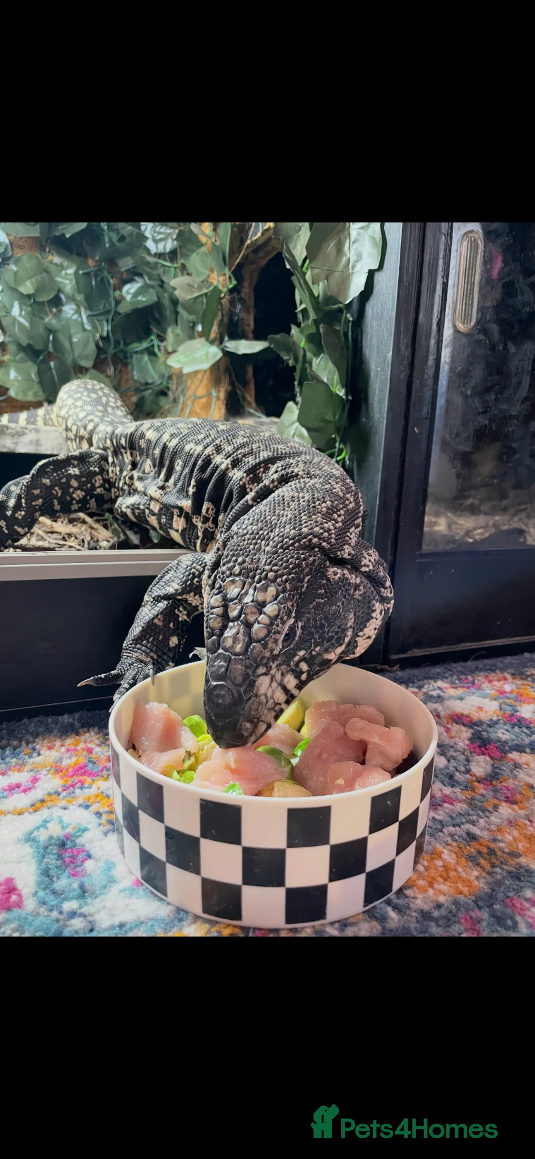 Lizard reptiles for sale: Black and white Argentinian tegu  in Plymouth - Advert 2