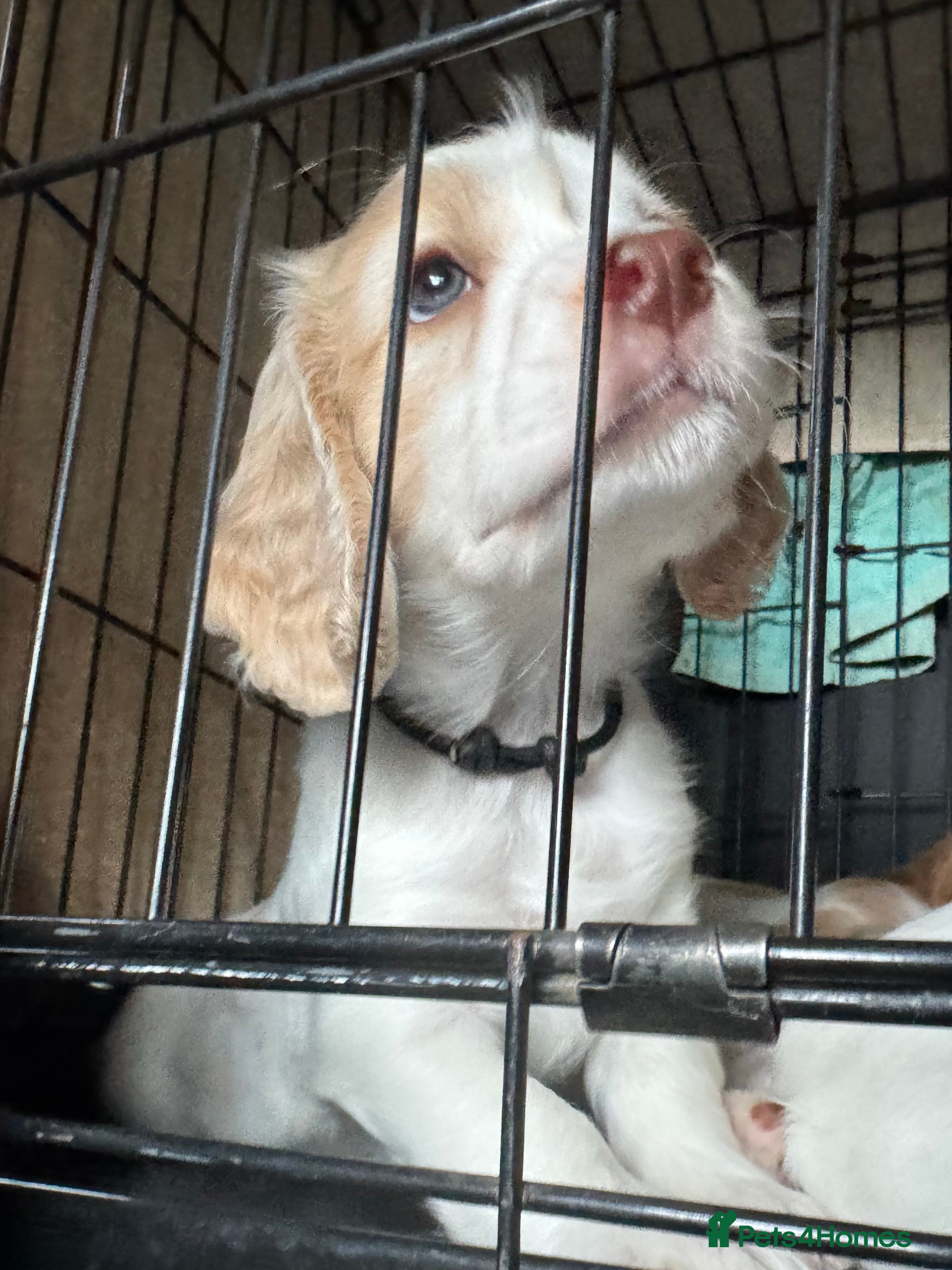 Sprocker dogs Gorgeous Sprocker Spaniel Puppies - Advert 2