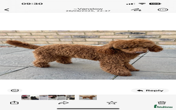 Shihpoo dogs for sale: Coco  - Image 4