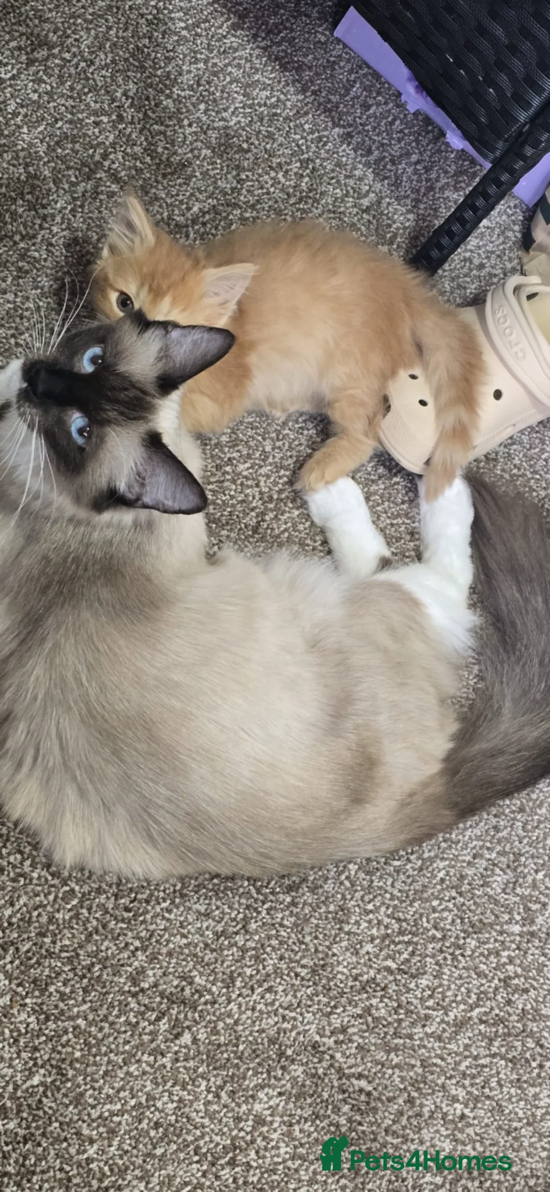 Mixed Breed cats for sale: Maine coon ragdoll  - Advert 2