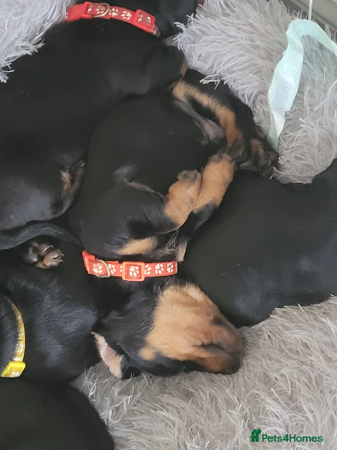 Dachshund dogs for sale: Beautiful miniture dachshunds  - Advert 4
