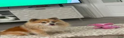 Pomeranian dogs for sale: Pomerianian needs a lovely home in London - Advert 5