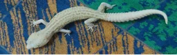 Leopard Gecko reptiles for sale: 3 leopard geckos+full setup - Advert 6