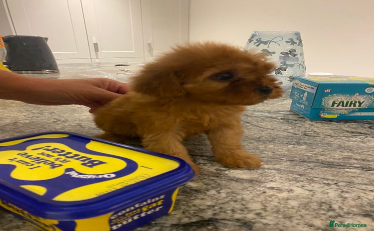 Cavapoo dogs - Advert 3