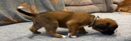 Boxer dogs for sale: Beautiful, KC registerd boxer puppies for sale - Advert 14